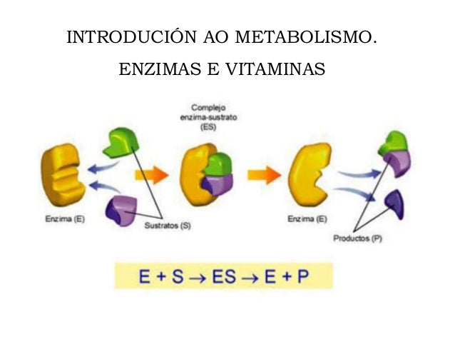 Ciencias Para Eso E Bacharelato Os Enzimas