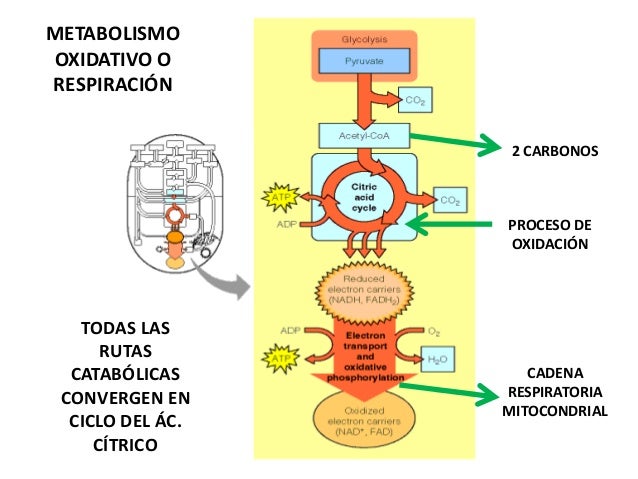 Reasearch en metabolismo basal que es