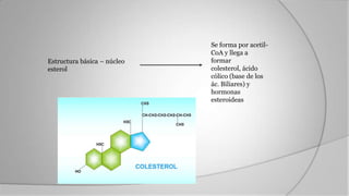 Metabolismo lipídico | PPTX