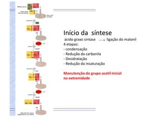 Início da síntese
ácido graxo sintase ligação do malonil
4 etapas:
- condensação
- Redução da carbonila
- Desidratação
- Redução da insaturação
Manutenção do grupo acetil inicial
na extremidade