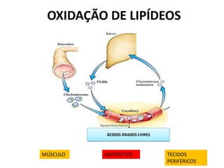 OXIDAÇÃO DE LIPÍDEOS
ÁCIDOS GRAXOS LIVRES
MÚSCULO ADIPÓCITOS TECIDOS
PERIFÉRICOS