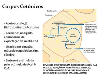 SITUAÇÕES QUE PROMOVEM GLICONEOGÊNESE (DM NÃO
TRATADA, REDUÇÃO NA INGESTÃO DE ALIMENTOS),
DESACELERAM O CICLO DE KREBS E AUMENTAM A
CONVERSÃO DE ACETILCOA EM ACETOACETATO