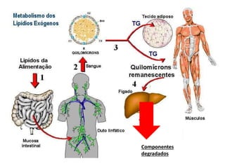 Componentes
degradados