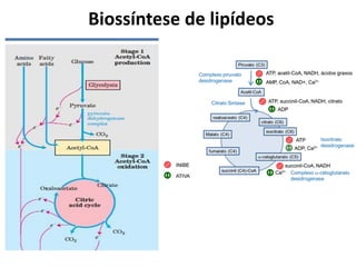 Biossíntese de lipídeos