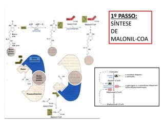 1º PASSO:
SÍNTESE
DE
MALONIL-COA