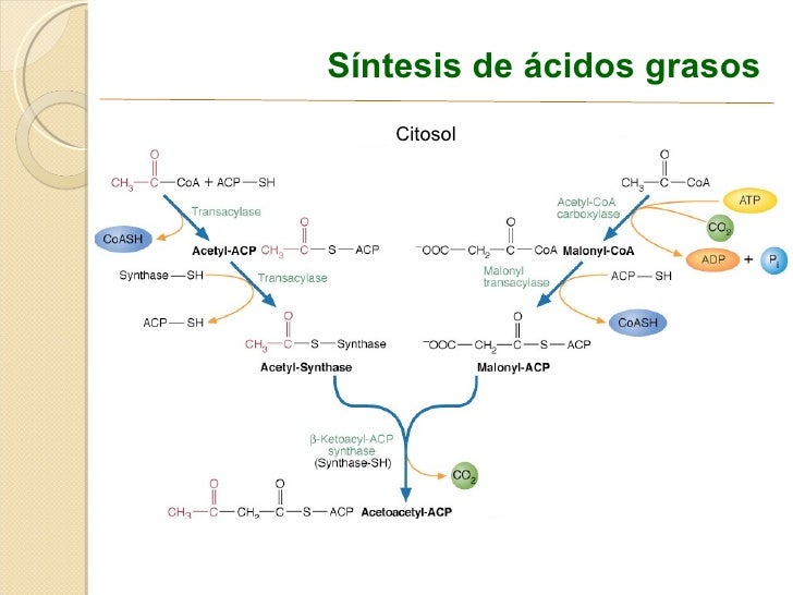 dietoterapia nutrición clínica y metabolismo secretos