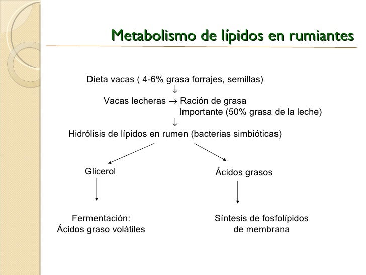 Metabolismo lípidos Metabolismo lípidos