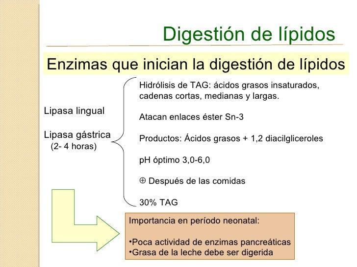 Albert Einstein en como cambiar el metabolismo para adelgazar