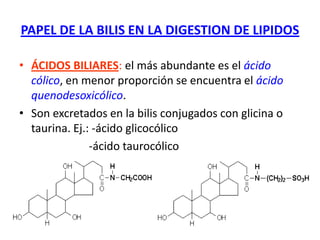 PAPEL DE LA BILIS EN LA DIGESTION DE LIPIDOS
• ÁCIDOS BILIARES: el más abundante es el ácido
cólico, en menor proporción se encuentra el ácido
quenodesoxicólico.
• Son excretados en la bilis conjugados con glicina o
taurina. Ej.: -ácido glicocólico
-ácido taurocólico
 