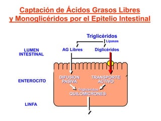 Triglicéridos
Diglicéridos
Lipasas
AG LibresLUMEN
INTESTINAL
ENTEROCITO
LINFA
Captación de Ácidos Grasos Libres
y Monoglicéridos por el Epitelio Intestinal
DIFUSION
PASIVA
TRANSPORTE
ACTIVO
QUILOMICRONES
Triglicéridos
 