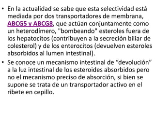 • En la actualidad se sabe que esta selectividad está
mediada por dos transportadores de membrana,
ABCG5 y ABCG8, que actúan conjuntamente como
un heterodímero, "bombeando" esteroles fuera de
los hepatocitos (contribuyen a la secreción biliar de
colesterol) y de los enterocitos (devuelven esteroles
absorbidos al lumen intestinal).
• Se conoce un mecanismo intestinal de “devolución”
a la luz intestinal de los esteroides absorbidos pero
no el mecanismo preciso de absorción, si bien se
supone se trata de un transportador activo en el
ribete en cepillo.
 