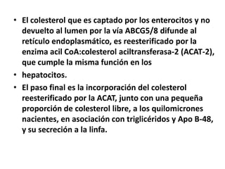• El colesterol que es captado por los enterocitos y no
devuelto al lumen por la vía ABCG5/8 difunde al
retículo endoplasmático, es reesterificado por la
enzima acil CoA:colesterol aciltransferasa-2 (ACAT-2),
que cumple la misma función en los
• hepatocitos.
• El paso final es la incorporación del colesterol
reesterificado por la ACAT, junto con una pequeña
proporción de colesterol libre, a los quilomicrones
nacientes, en asociación con triglicéridos y Apo B-48,
y su secreción a la linfa.
 