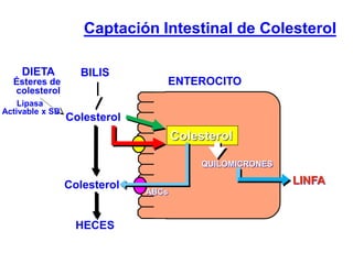Captación Intestinal de Colesterol
DIETA
Ésteres de
colesterol
QUILOMICRONES
BILIS
Colesterol
Lipasa
Activable x SB
Colesterol
Colesterol
ENTEROCITO
HECES
LINFA
ABCs
 