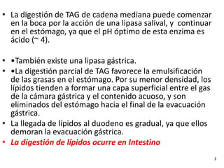 3
• La digestión de TAG de cadena mediana puede comenzar
en la boca por la acción de una lipasa salival, y continuar
en el estómago, ya que el pH óptimo de esta enzima es
ácido (~ 4).
• •También existe una lipasa gástrica.
• •La digestión parcial de TAG favorece la emulsificación
de las grasas en el estómago. Por su menor densidad, los
lípidos tienden a formar una capa superficial entre el gas
de la cámara gástrica y el contenido acuoso, y son
eliminados del estómago hacia el final de la evacuación
gástrica.
• La llegada de lípidos al duodeno es gradual, ya que ellos
demoran la evacuación gástrica.
• La digestión de lípidos ocurre en Intestino
 