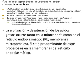 • La elongación y desaturación de los ácidos
grasos ocurre tanto en la mitocondria como en el
retículo endoplasmático (RE; membranas
microsomales). El sitio predominante de estos
procesos es en las membranas del retículo
endoplasmático.
 