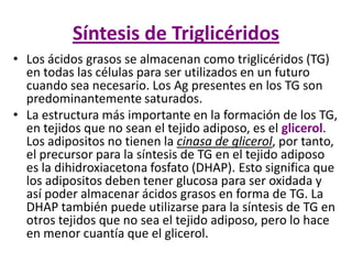 Síntesis de Triglicéridos
• Los ácidos grasos se almacenan como triglicéridos (TG)
en todas las células para ser utilizados en un futuro
cuando sea necesario. Los Ag presentes en los TG son
predominantemente saturados.
• La estructura más importante en la formación de los TG,
en tejidos que no sean el tejido adiposo, es el glicerol.
Los adipositos no tienen la cinasa de glicerol, por tanto,
el precursor para la síntesis de TG en el tejido adiposo
es la dihidroxiacetona fosfato (DHAP). Esto significa que
los adipositos deben tener glucosa para ser oxidada y
así poder almacenar ácidos grasos en forma de TG. La
DHAP también puede utilizarse para la síntesis de TG en
otros tejidos que no sea el tejido adiposo, pero lo hace
en menor cuantía que el glicerol.
 