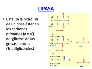 LIPASA
• Cataliza la hidrólisis
de uniones éster en
los carbonos
primarios (a y a’)
del glicerol de las
grasas neutras
(Triacilgliceroles)
 