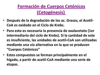 Formación de Cuerpos Cetónicos
(Cetogénesis)
• Después de la degradación de los ac. Grasos, el Acetil-
CoA es oxidado en el Ciclo de Krebs.
• Para esto es necesaria la presencia de oxalacetato (1er
intermediario del ciclo de Krebs). Si la cantidad de este
es insuficiente, las unidades de acetil-CoA son utilizadas
mediante una vía alternativa en la que se producen
“Cuerpos Cetónicos”
• Estos compuestos se forman principalmente en el
hígado, a partir de acetil-CoA mediante una serie de
etapas.
 