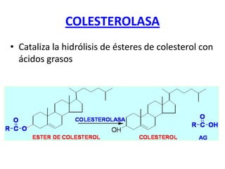 COLESTEROLASA
• Cataliza la hidrólisis de ésteres de colesterol con
ácidos grasos
 