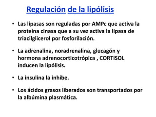 Regulación de la lipólisis
• Las lipasas son reguladas por AMPc que activa la
proteína cinasa que a su vez activa la lipasa de
triacilglicerol por fosforilación.
• La adrenalina, noradrenalina, glucagón y
hormona adrenocorticotrópica , CORTISOL
inducen la lipólisis.
• La insulina la inhibe.
• Los ácidos grasos liberados son transportados por
la albúmina plasmática.
 