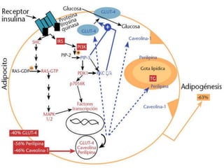 Metabolismo lípidos 15 (1)