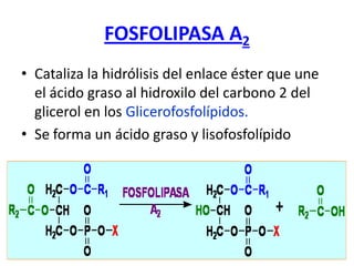 FOSFOLIPASA A2
• Cataliza la hidrólisis del enlace éster que une
el ácido graso al hidroxilo del carbono 2 del
glicerol en los Glicerofosfolípidos.
• Se forma un ácido graso y lisofosfolípido
 