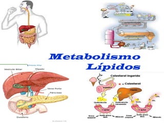 Metabolismo
Lípidos
 