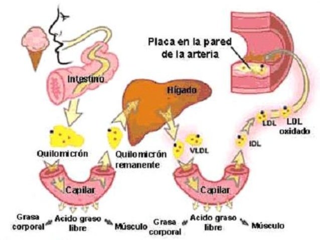 Y la dieta del metabolismo acelerado torrent