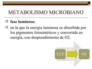 METABOLISMO MICROBIANO
   fase luminosa:
   en la que la energía luminosa es absorbida por
    los pigmentos fotosintéticos y convertida en
    energía, con desprendimiento de O2.
 