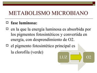 METABOLISMO MICROBIANO
   fase luminosa:
   en la que la energía luminosa es absorbida por
    los pigmentos fotosintéticos y convertida en
    energía, con desprendimiento de O2.
   el pigmento fotosintético principal es
    la clorofila (verde)
 