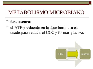 METABOLISMO MICROBIANO
   fase oscura:
   el ATP producido en la fase luminosa es
    usado para reducir el CO2 y formar glucosa.
 