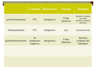 Carbono Reductores         Energía     Ejemplos
    METABOLISMO MICROBIANO                                     bacterias oxidantes
                                                     Comp.         del azufre
 quimiolitoautótrofos       CO2       Inorgánicos              bacterias oxidantes
                                                    Químicos
    Tipos de metabolismo                                           del hierro



  fotolitoautótrofos        CO2       Inorgánicos     Luz      Cyanobacteria


                             de                                   bacterias
                                                     Comp.
quimiolitoheterótrofos   compuestos   Inorgánicos               oxidantes del
                                                    Químicos
                          orgánicos                              hidrógeno
 