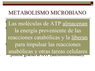 METABOLISMO MICROBIANO
 Catabolismo y Anabolismo almacenan
 Las moléculas de ATP
 Las reacciones catabólicas aportan las
     la energía y la energía necesarialas
  materias primas
                   proveniente de para
 reacciones catabólicas y la liberan
  las reacciones anabólicas.
     para impulsar las reacciones
 Este acoplamiento de reacciones que liberan
  energía y otras que requieren energía es
 anabólicas yal ATP (adenosintrifosfato).
  posible gracias
                   otras tareas celulares
 