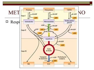 METABOLISMO MICROBIANO
   Respiración celular: CATABOLISMO
 