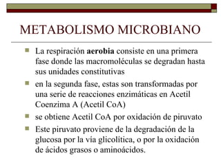 METABOLISMO MICROBIANO
   La respiración aerobia consiste en una primera
    fase donde las macromoléculas se degradan hasta
    sus unidades constitutivas
   en la segunda fase, estas son transformadas por
    una serie de reacciones enzimáticas en Acetil
    Coenzima A (Acetil CoA)
   se obtiene Acetil CoA por oxidación de piruvato
   Este piruvato proviene de la degradación de la
    glucosa por la vía glicolítica, o por la oxidación
    de ácidos grasos o aminoácidos.
 