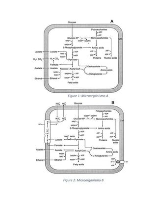 Figure 1: Microorganismo A
Figure 2: Microorganismo B
 