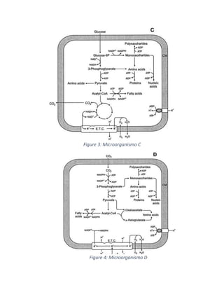 Figure 3: Microorganismo C
Figure 4: Microorganismo D
 