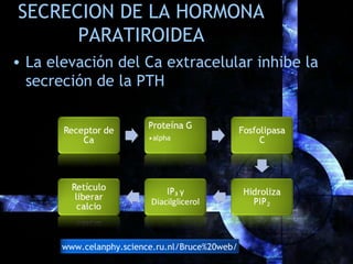 SECRECION DE LA HORMONA
PARATIROIDEA
• La elevación del Ca extracelular inhibe la
secreción de la PTH
www.celanphy.science...
