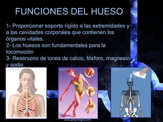 EL HUESO CORTICAL: forma
una capa en la periferia de los
huesos y esta formado por
láminas óseas concéntricas
EL HUESO TRA...