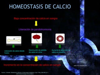 HOMEOSTASIS DE CALCIO
Baja concentración de calcio en sangre
Liberación de paratohormona
Liberación de calcio desde
hueso
...