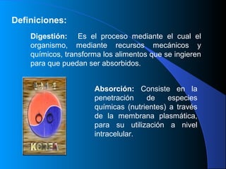 Definiciones:
Digestión: Es el proceso mediante el cual el
organismo, mediante recursos mecánicos y
químicos, transforma los alimentos que se ingieren
para que puedan ser absorbidos.
Absorción: Consiste en la
penetración de especies
químicas (nutrientes) a través
de la membrana plasmática,
para su utilización a nivel
intracelular.
 