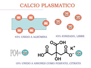 Ca
Ca Ca
Ca Ca
Ca+
Ca+
Ca+
Ca
Ca+
Ca
45% IONIZADO, LIBRE
CALCIO PLASMATICO
45% UNIDO A ALBÚMINA
10% UNIDO A ANIONES COMO FOSFATO, CITRATO
 