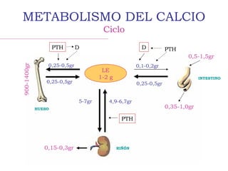 METABOLISMO DEL CALCIO
Ciclo
LE
1-2 g
HUESO
900-1400gr
INTESTINO
0,25-0,5gr
0,25-0,5gr
PTH D D PTH
PTH
5-7gr 4,9-6,7gr
0,25-0,5gr
0,1-0,2gr
0,15-0,3gr RIÑÓN
0,5-1,5gr
0,35-1,0gr
 