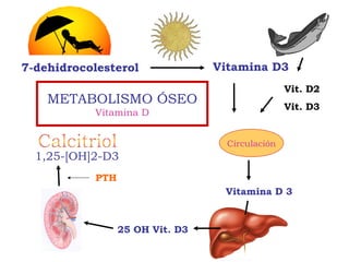 7-dehidrocolesterol Vitamina D3
Circulación
Vit. D2
Vit. D3
Vitamina D 3
25 OH Vit. D3
1,25-[OH]2-D3
PTH
METABOLISMO ÓSEO
Vitamina D
 