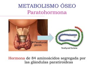 METABOLISMO ÓSEO
Paratohormona
Hormona de 84 aminoácidos segregada por
las glándulas paratiroideas
 
