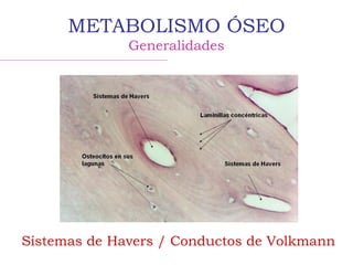 METABOLISMO ÓSEO
Generalidades
Sistemas de Havers / Conductos de Volkmann
 