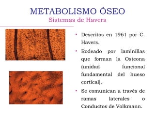 METABOLISMO ÓSEO
Sistemas de Havers
• Descritos en 1961 por C.
Havers.
• Rodeado por laminillas
que forman la Osteona
(unidad funcional
fundamental del hueso
cortical).
• Se comunican a través de
ramas laterales o
Conductos de Volkmann.
 