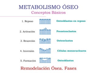METABOLISMO ÓSEO
Conceptos Básicos
Remodelación Ósea. Fases
1. Reposo
2. Activación
3. Resorción
4. Inversión
5. Formación
Osteoblastos en reposo
Preosteoclastos
Osteoclastos
Células monocucleares
Osteoblastos
 
