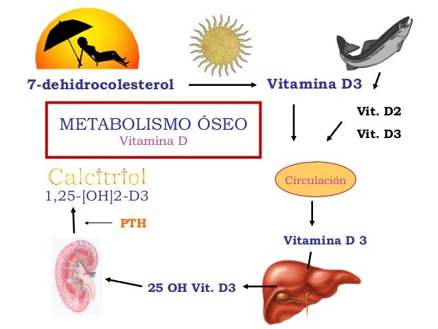 tasa de metabolismo basal definicion resultados