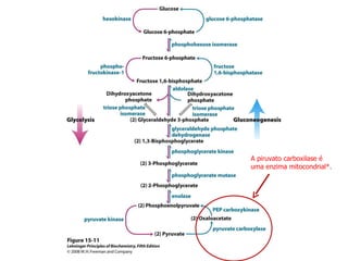 A piruvato carboxilase é uma enzima mitocondrial*. 